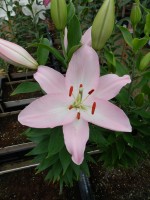 [4306 Hilux VZ No02.JPG]